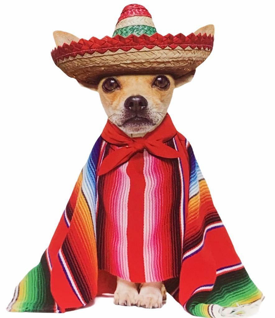 Beclen Harp Pack of 8 Mixed Assorted Happy Birthday Pet Cards Greeting Card Cats & Dogs