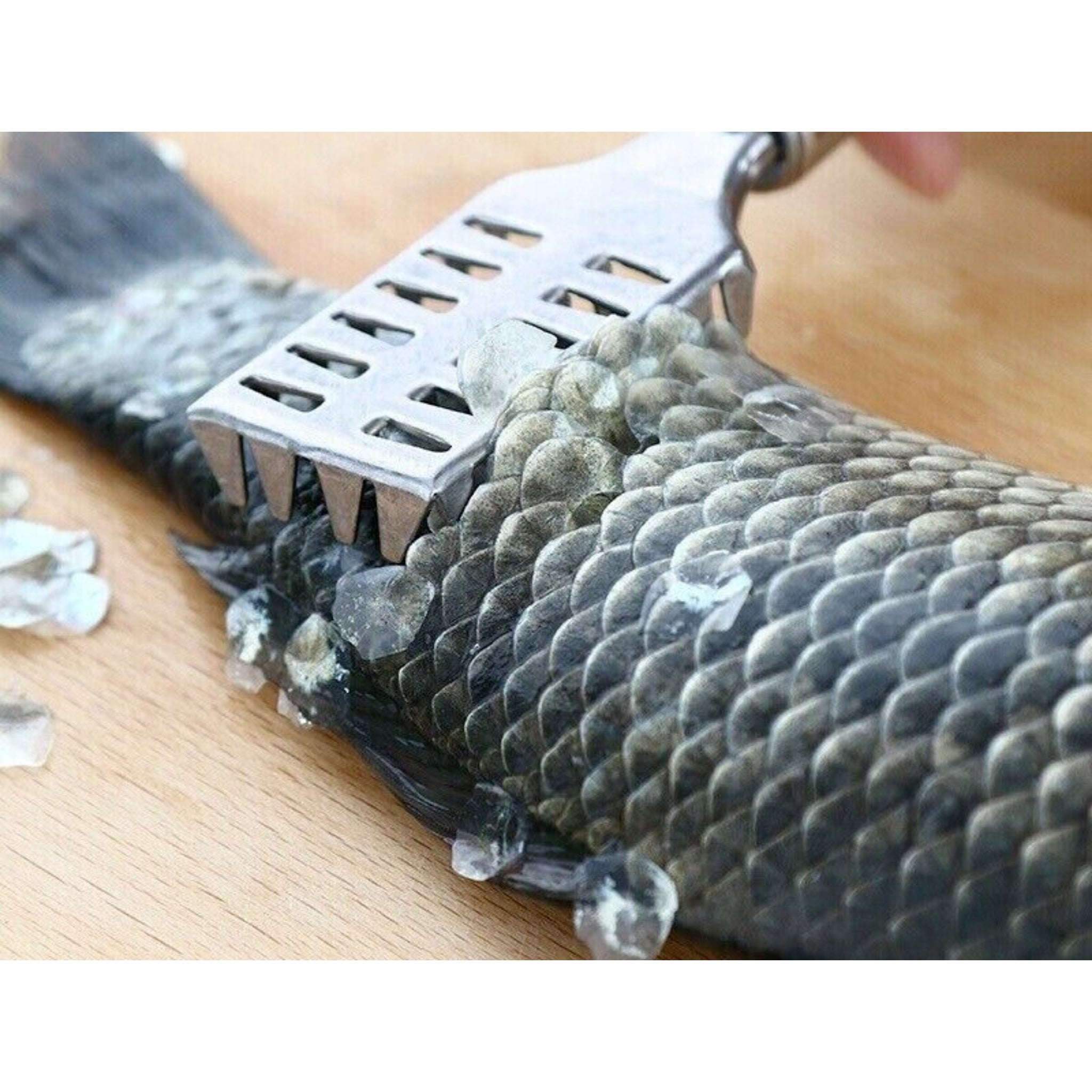 Beclen Harp Stainless Steel Fish Cleaner/Scaler/Scraper/Peeler-Perfect Kitchen Tool To Remove Fish Scale