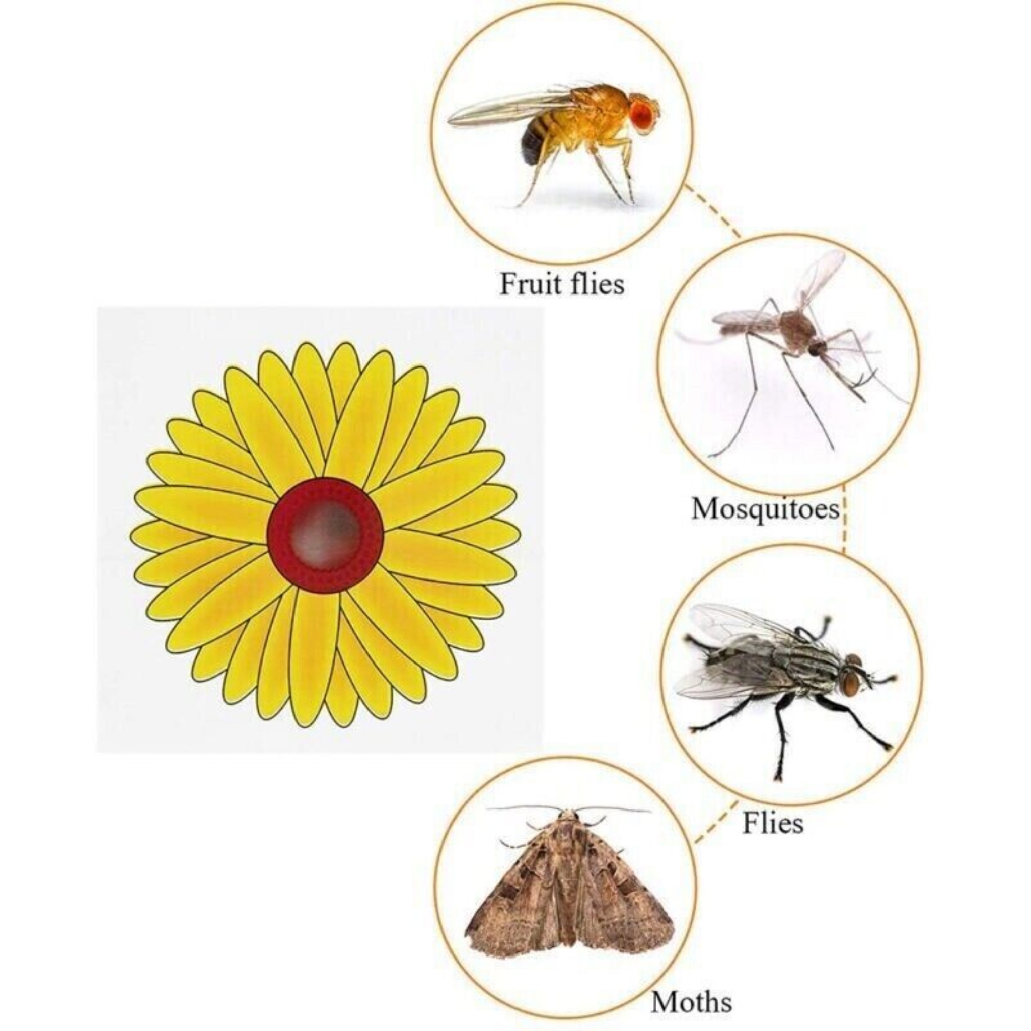 Beclen Harp 3 Fly Catchers Window Flower Traps Stickers Bug Insect Killer Sticky Window Trap