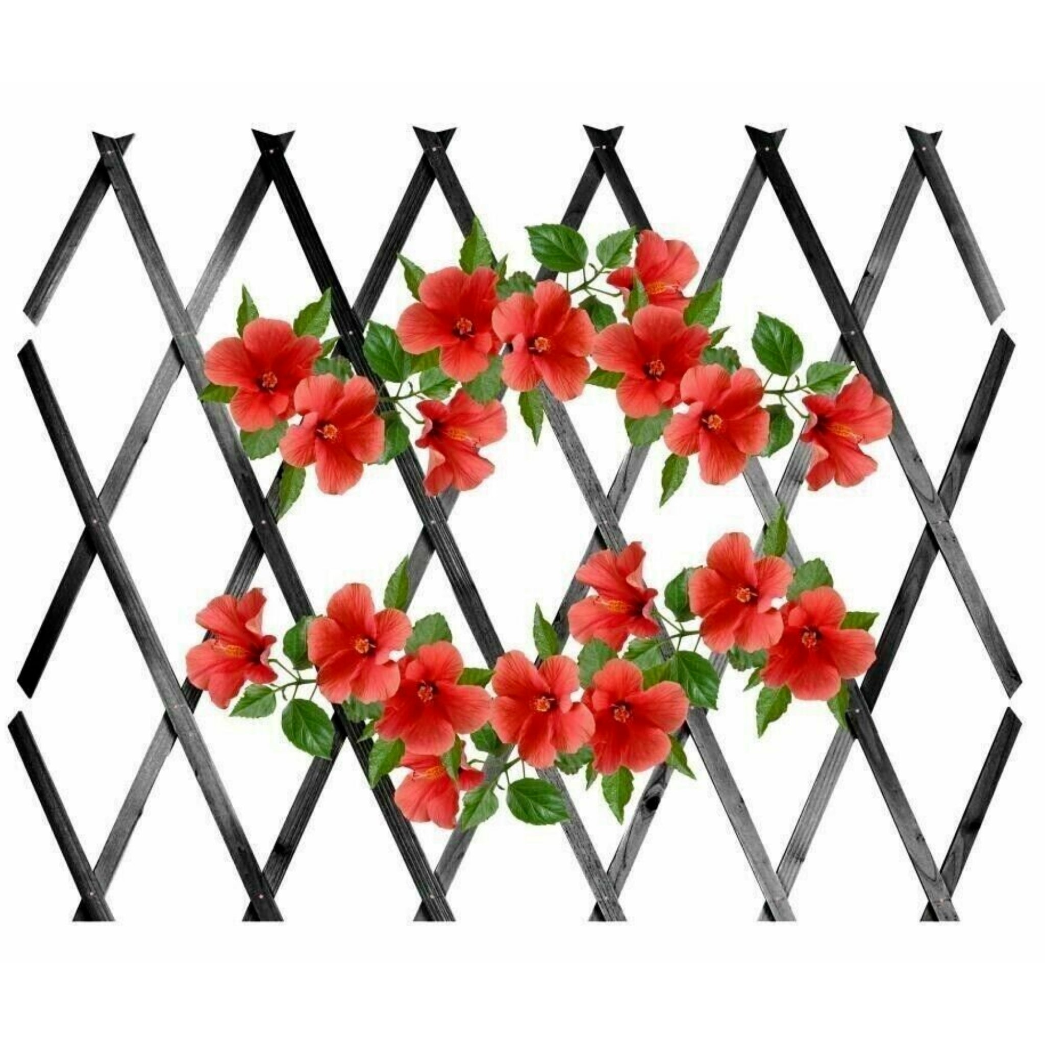 Beclen Harp 3 x Expanding Dark Grey Wooden Trellis Plants Fence Screening Lattice 180 x 60cm