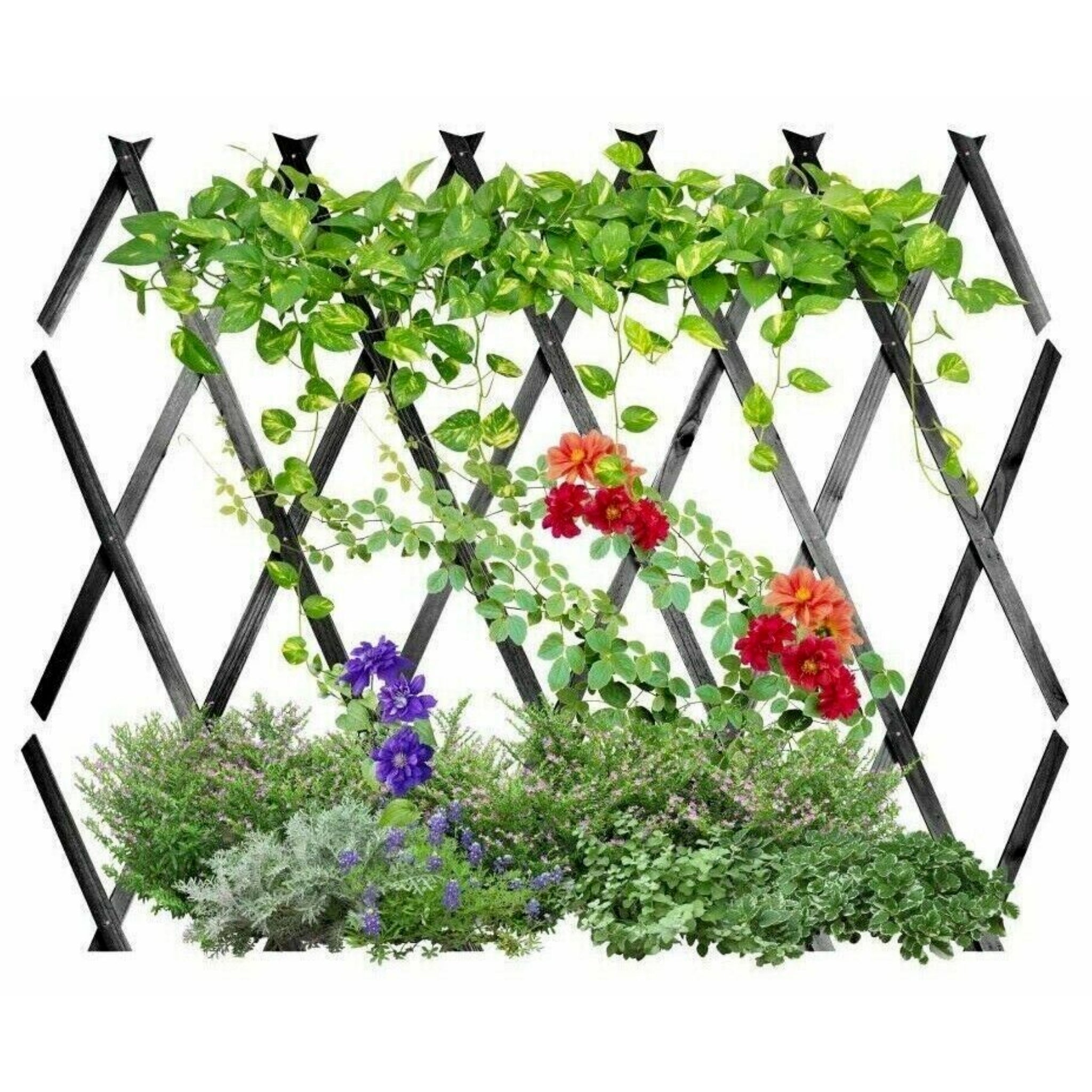 Beclen Harp 3 x Expanding Dark Grey Wooden Trellis Plants Fence Screening Lattice 180 x 60cm